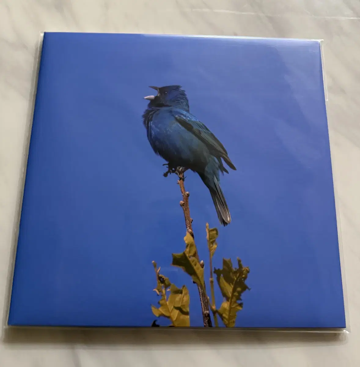 윤지영 미개봉 lp 양도 파랑새 bluebird